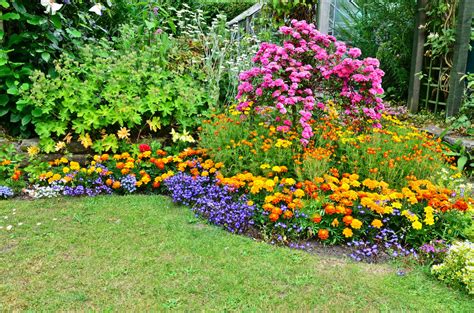 versatile perennials    border flowers geranium rozanne