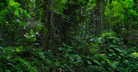Panning Shot Across A Deep Jungle Or Rainforest Canopy Stock Video