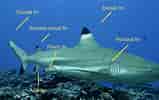 Image result for Blacktip Shark Identification. Size: 159 x 100. Source: bioweb.uwlax.edu