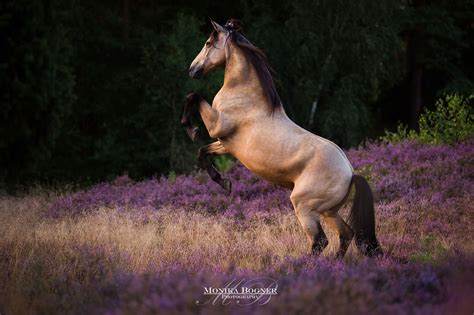 pferde  freier bewegung monika bogner photography pferdefotografie und hundefotografie