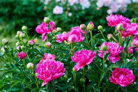 peony meaning