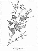 Audubon Zb Doverpublications sketch template