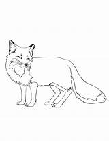 Fox Coloring Cute Pages Color Baby Printable Getcolorings Foxes Print sketch template