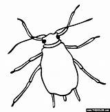 Aphid Coloring Clipart Tick Online Clipground Pages Template sketch template