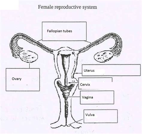 Blank Diagram Of Human Reproductive Systems 1 A Male Reproductive