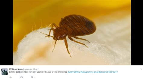 Bed Bug Invasion Shuts Down Health Department Worldwide Weird News