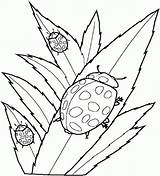 Coloring Pages Insects Bug Ladybug Lady Kids Leaves Realistic Cute Printable Print Eating Children Color Clipart Cliparts Flying Animal Beautiful sketch template