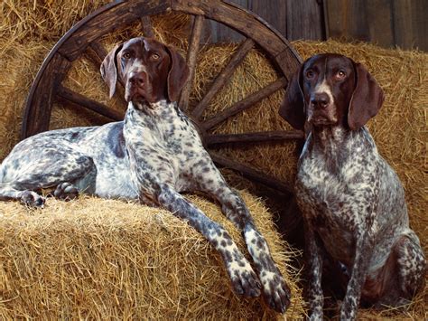 top   hunting dogs toptenycom