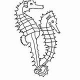 Seahorse Coloring Sharp Spines Outline Drawing Two sketch template