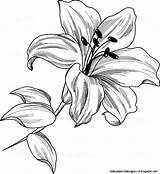 Lily Stargazer Coloring Drawing Getcolorings Drawi Pages Color sketch template