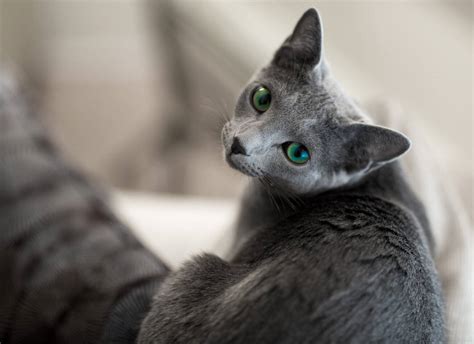 russian blue cat breed description characteristics appearance