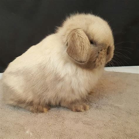 holland lop rabbits for sale los angeles ca 174923