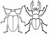 Coloring Beetle Stag Pages Scarab Doghousemusic sketch template