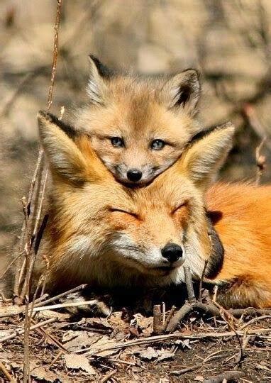 stunning wildlife on twitter mother fox and cub 05lakq1fae