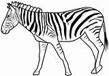 Cebra Cebras Zebra Zebre Mascara Salvajes Imagenes Aprende Colorier Temáticas Encontraras Ademas Colecciones Ordenadas Imprimé Fois Tun Malvorlagen Drucken sketch template
