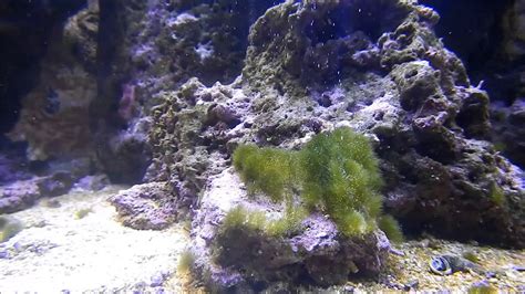 matando alga con agua oxigenada h2o2 youtube
