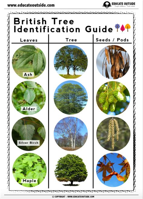 british tree leaf guide tooluli