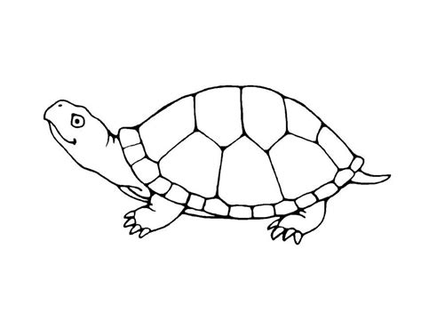 turtle drawing  kids  getdrawings