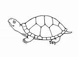 Turtle Coloring Pages Printable Kids Outline Baby sketch template