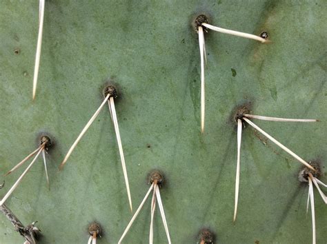remove cactus spines including  stuck   throat