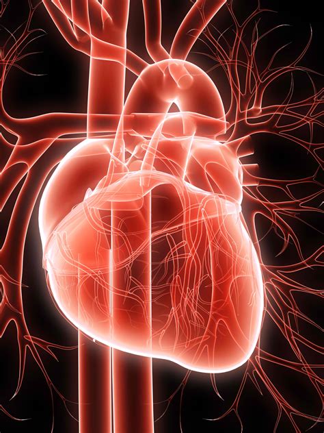 heart contractions simplified interactive biology  leslie samuel