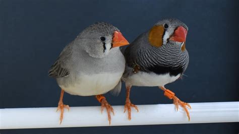 zebra finches choose nest materials based   experience