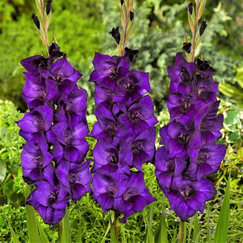 gladiolus purple flora tall purple gladiolus corms easy  grow bulbs