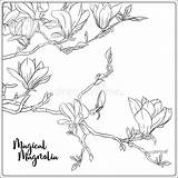 Magnolia Tree Coloring Outline Drawing Branch Vector Illustration Dreamstime Flowers Adult Illustrations Vectors Seamless Pattern sketch template
