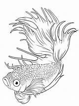 Fish Coloring Pages Betta Siamese Fighting Printable Tattoo Tattoos Splendens Drawing Drawings Recommended Lineart Coloringbay Choose Visit Board Color Watercolor sketch template