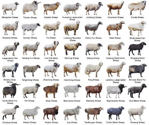 phenotype variation  sheep breeds  representative