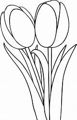 Tulip Coloring Tulipanes Tela Flowers sketch template