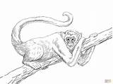 Coloring Mono Arana Macaco Muriqui Monkeys Hanging Supercoloring Woolly Araña Barrigudo Animais Salvo Lanudo Macacos Kolorowanki Creation Adultos Step Małpy sketch template