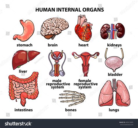 Human Intestines Set Organs Life Realistic Stock Illustration 405015895