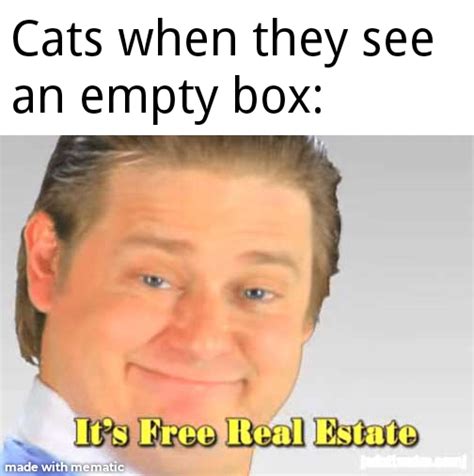 cats   rmemes