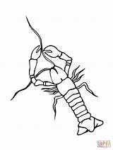 Crawfish Crayfish Crawdad sketch template