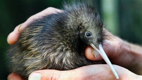 New Research Finds Kiwi Evolved To Cope With Nocturnal Life Nz
