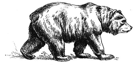 grizzly bear drawing standing  paintingvalleycom explore