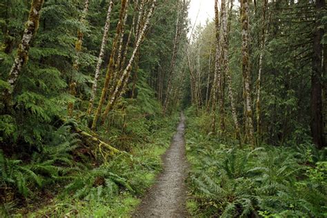 woodland trail    freeimagescom