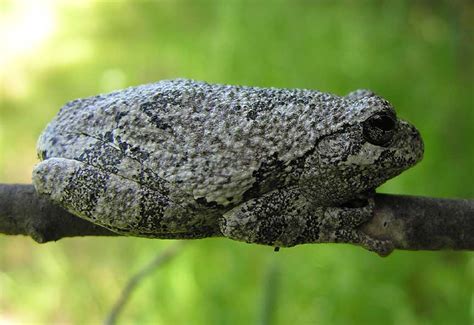 source  picture  gray tree frog