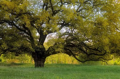 alte eiche foto bild fotos fruehling natur bilder auf fotocommunity