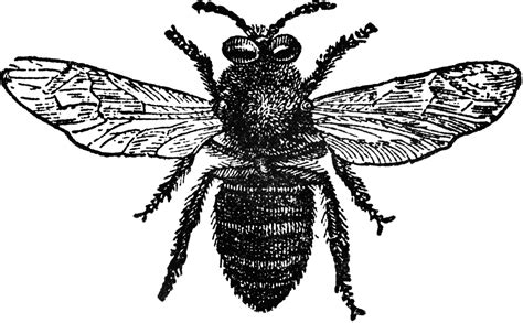drone bee png