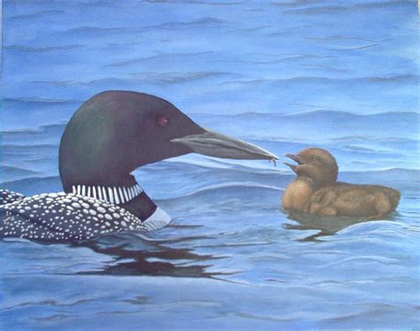 common loon open wide   ah painting  ann elise