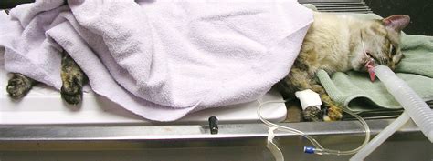 Purr Fect Feline Anesthesia Todays Veterinary Nurse