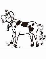 Cow Coloring Cows Outfit Clipground Webstockreview Insertion Xal sketch template