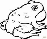 Coloring Toad American Designlooter Pages Draw Printable sketch template