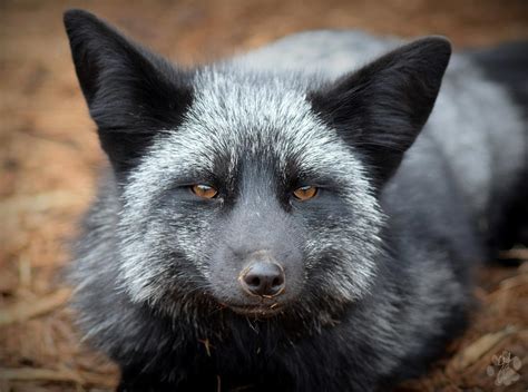 silver fox  charlyjade  deviantart