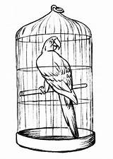 Cage Coloring Parrot Pages Bird Cages Drawing Kids Birds Parrots Colouring Drawings Pet Clip 3d Visit House sketch template
