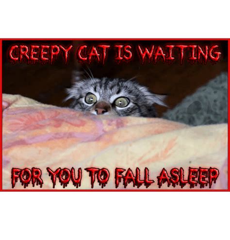 25 Best Memes About Creepy Cat Creepy Cat Memes