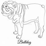 Bulldog Outline sketch template