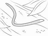 Worm Coloring Pages Worms Printable Preschoolers Wiggler Red Earthworms Kids Categories sketch template